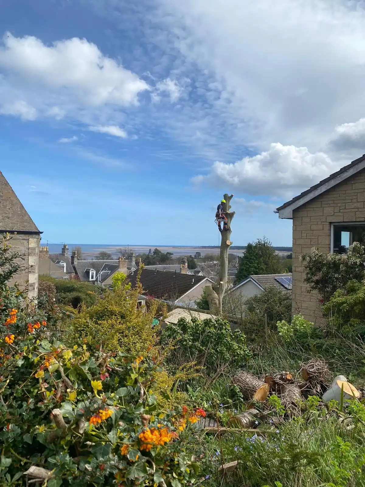 Cumbernauld Tree Surgeon tree work